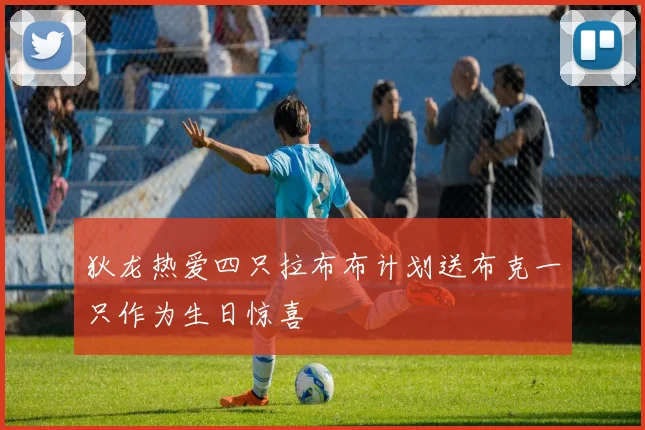 狄龙热爱四只拉布布计划送布克一只作为生日惊喜